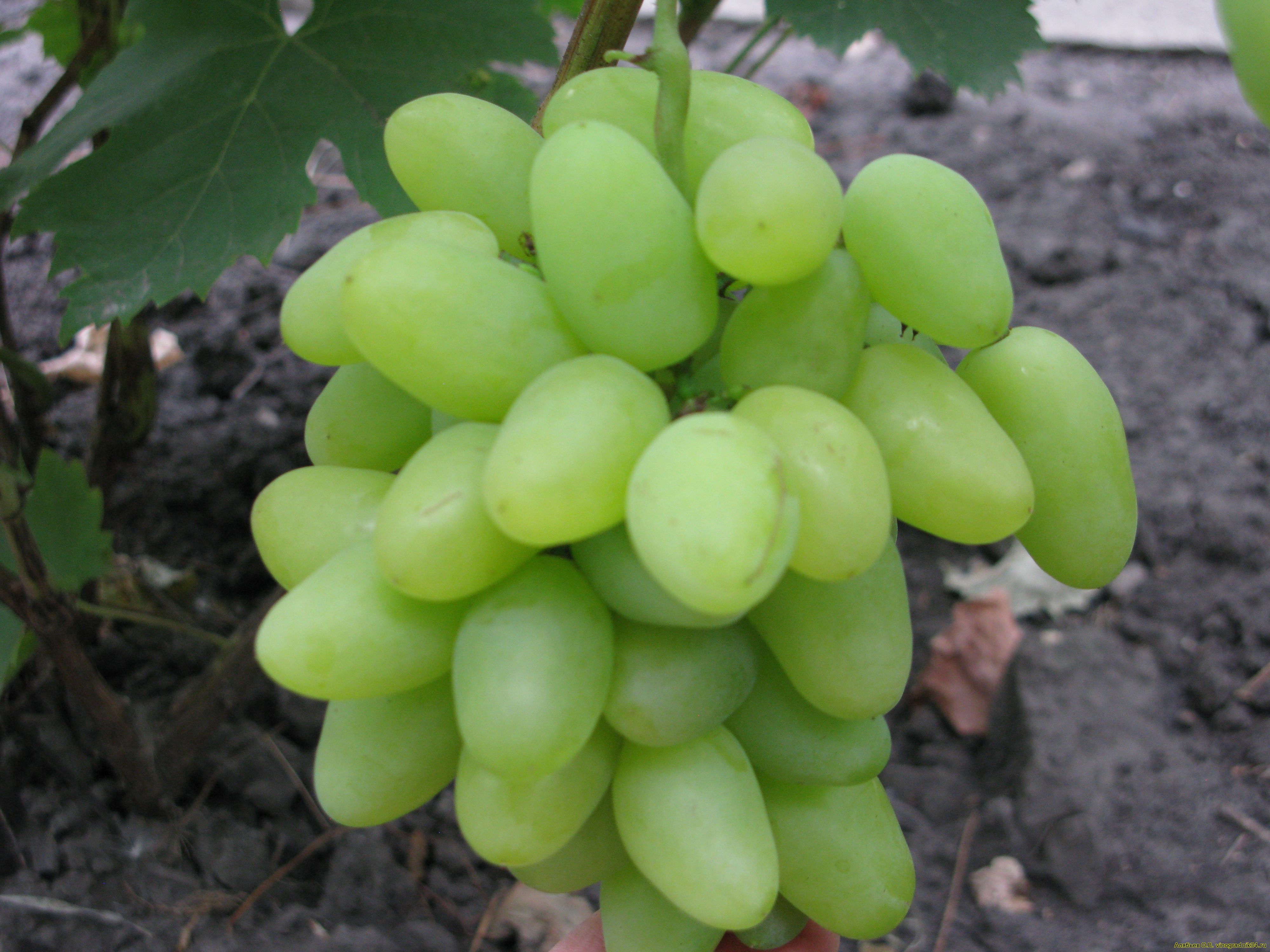 Сорт винограда Алеша